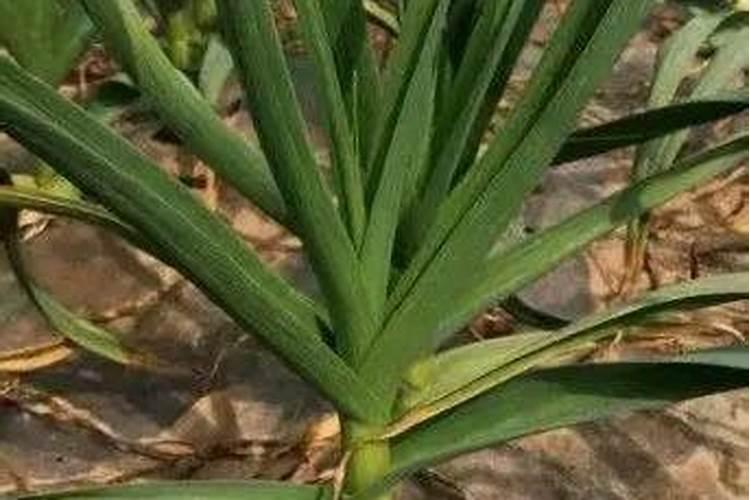 绿萝的叶子为什么变黄了