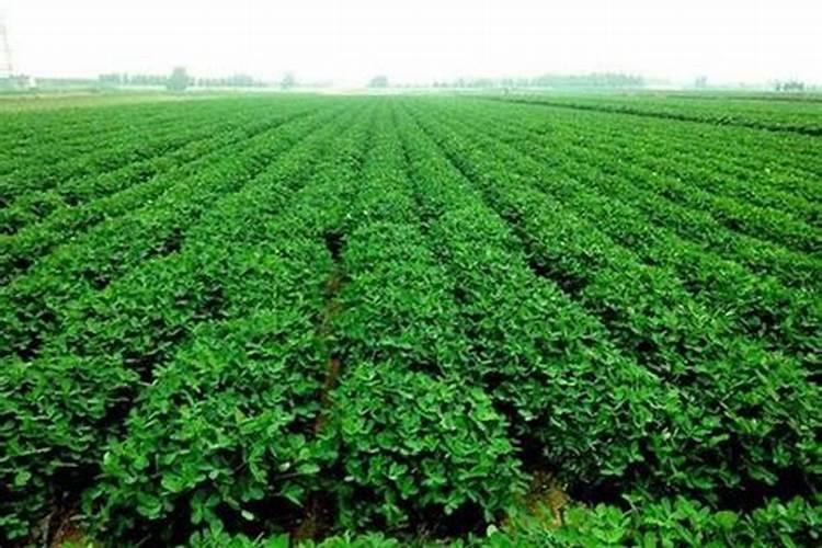 花生播种时适合的肥料？