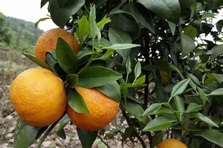 柑子开花后怎么养小技巧精心整理 柑子开花后如何养小技巧