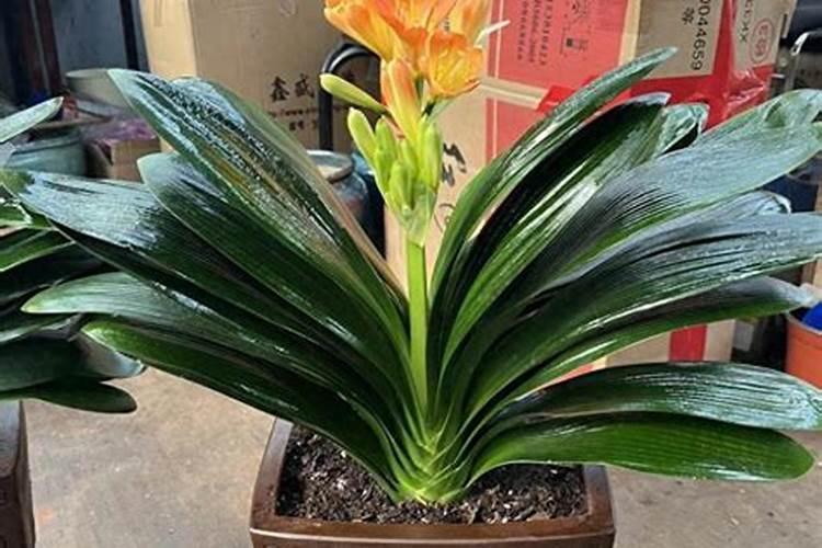 豆粕能往什么花上上