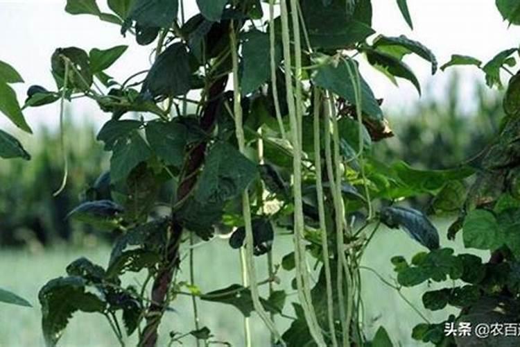豇豆冬春茬温室应该如何栽培？如何做好管理呢？