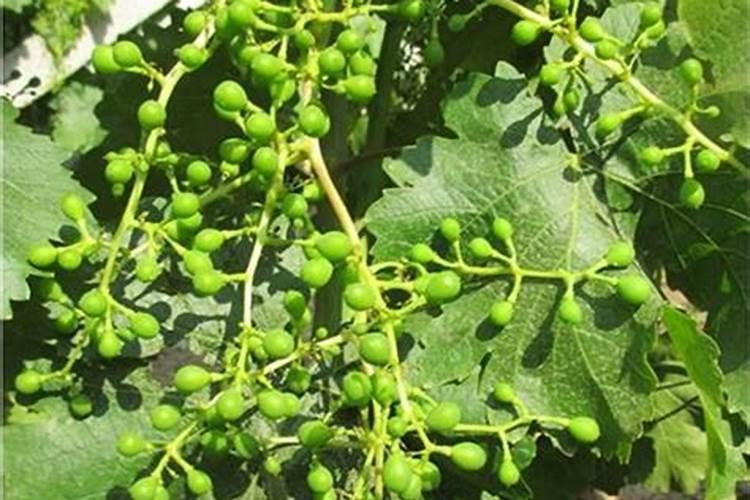 地瓜膨果用哪款水溶肥比较好？