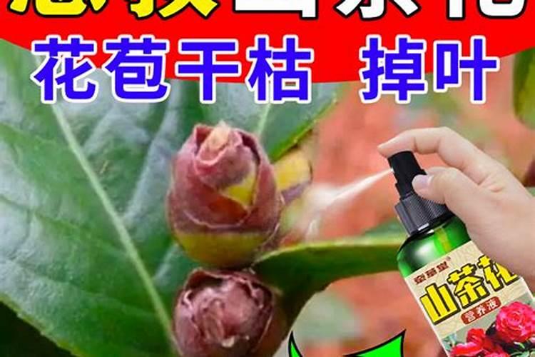 山茶花最好的肥料是什么？