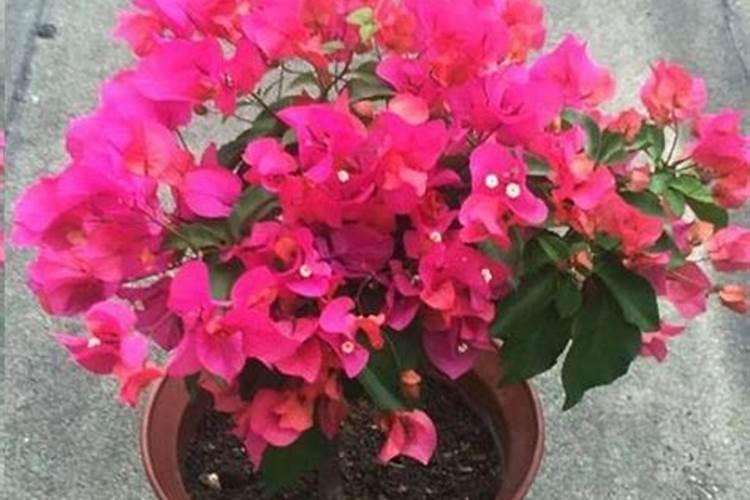 给豌豆打的农药有哪些