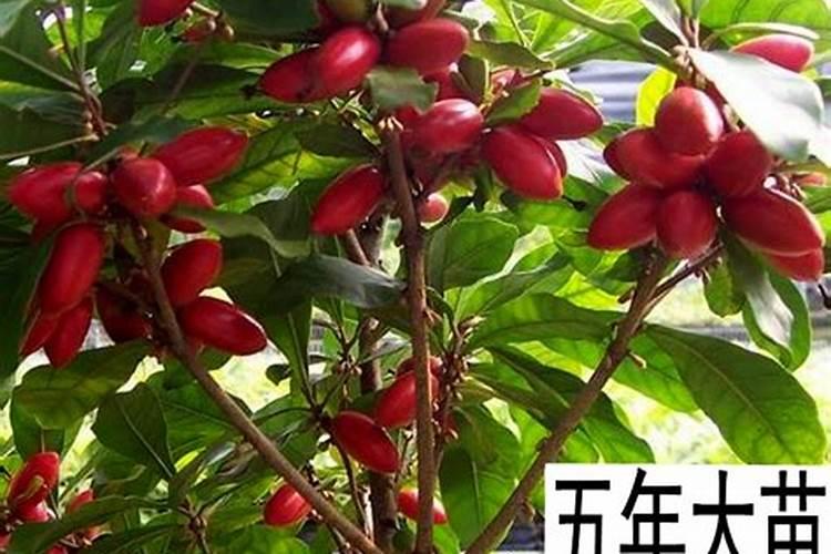 果树专用肥有哪几种