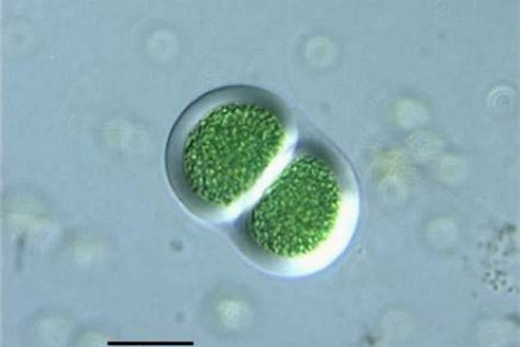 铜绿微囊藻有哪些问题？