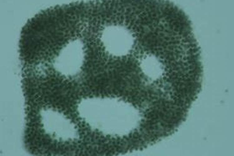 铜绿微囊藻密度多少会危害养殖