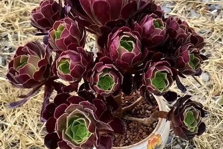 黑法师春天几天浇一次水