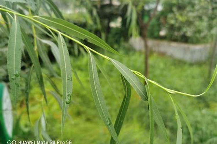 哪个说说大西瓜种植方法是什么？谁了解