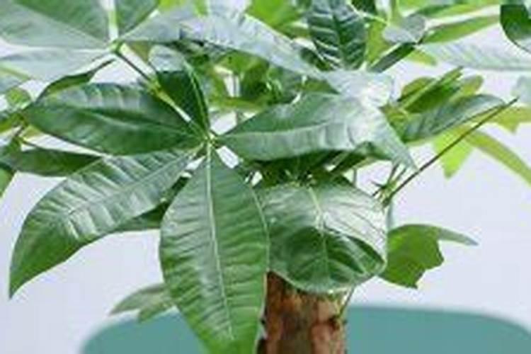 发财树多久施一次肥 施什么肥最好