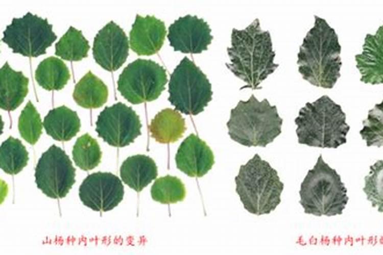 养花的具体过程和方法？