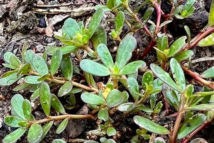 马齿苋怎么养长的好