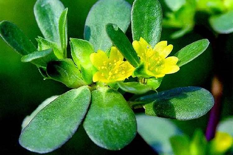 马齿苋怎么栽种