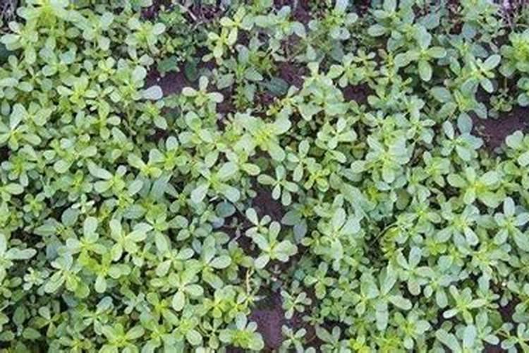 大花马齿苋怎么养