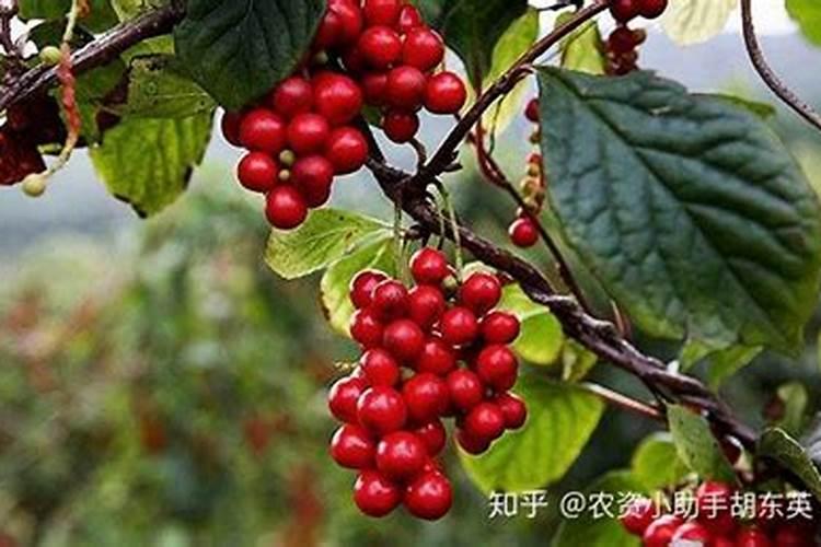 五味子想要增产应该如何施肥？记住这几点!
