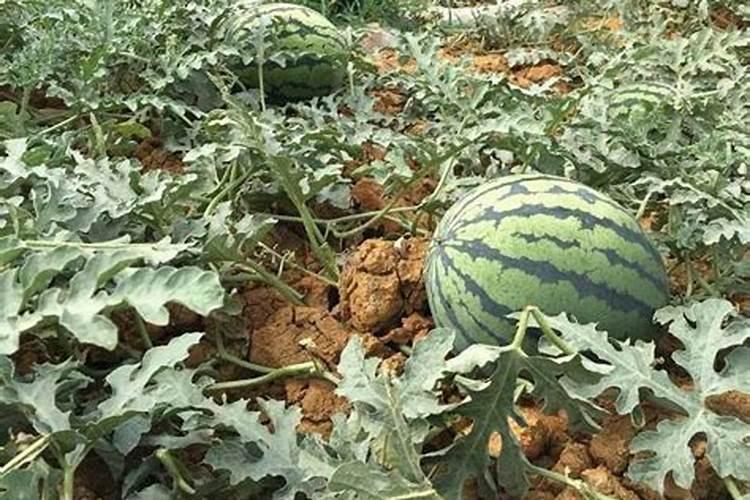 蔬菜挂果用什么肥料