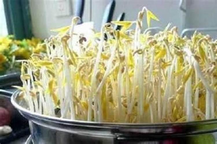 种绿豆芽方法