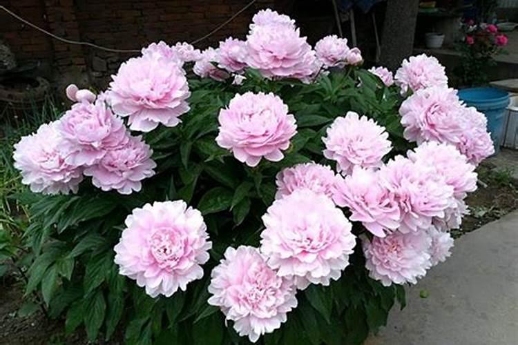 芍药种植技巧及购买注意事项详细解答!