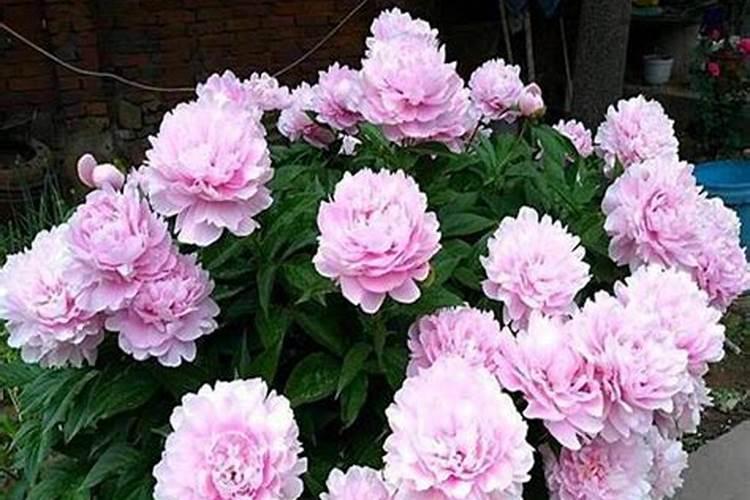 芍药养护跟醒花小记