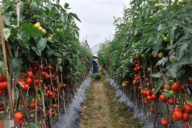 西红柿膨大期专用肥是什么肥料？西红柿座果期怎么用肥料？