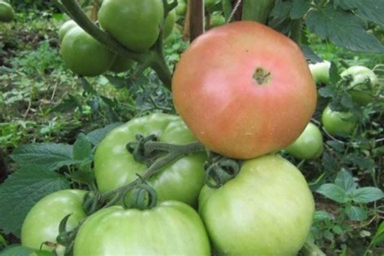 盆栽西红柿施什么肥最好