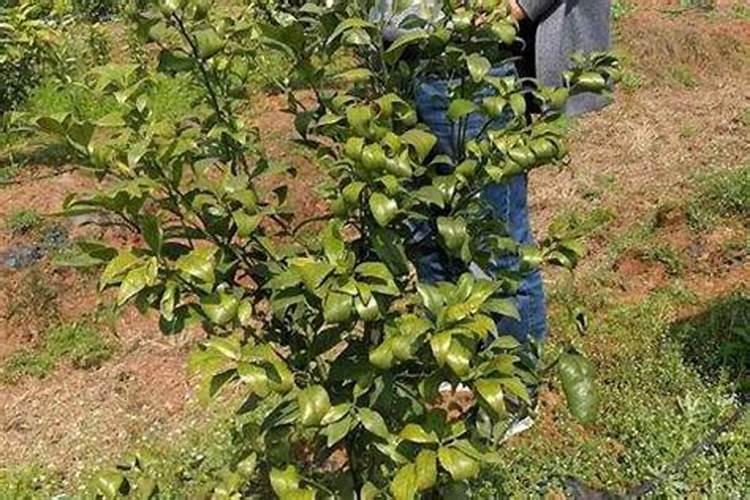 柑橘施肥时间和用量 柑橘施肥时间和用量是什么