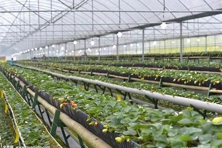 大棚草莓如何施肥才能高产