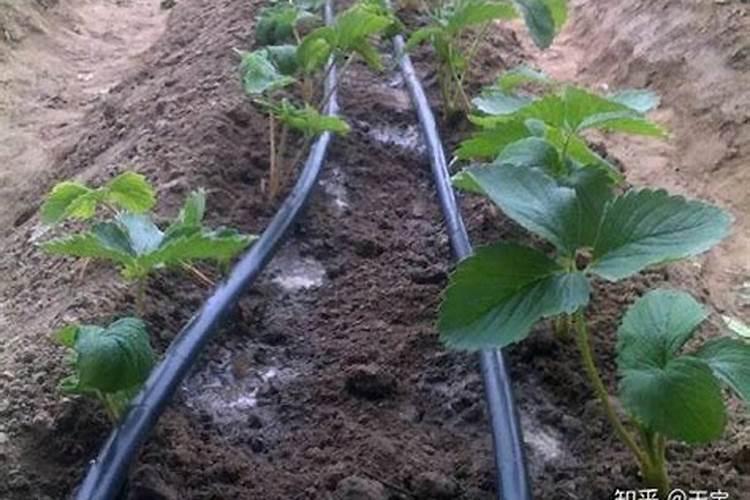 草莓怎样施肥可促萌芽