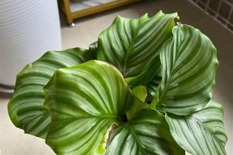 竹芋冬天没暖气怎么办