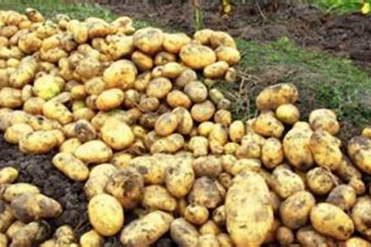 种土豆最忌讳什么肥料 如何正确施肥
