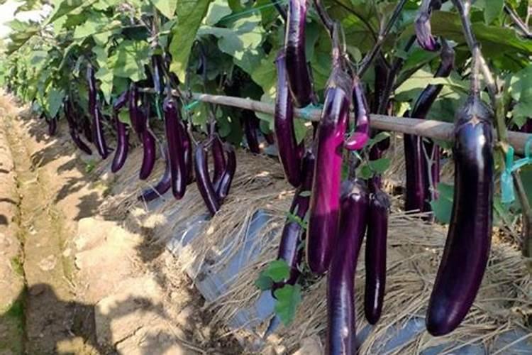 蔬菜底肥放什么肥好(底肥施用方法)