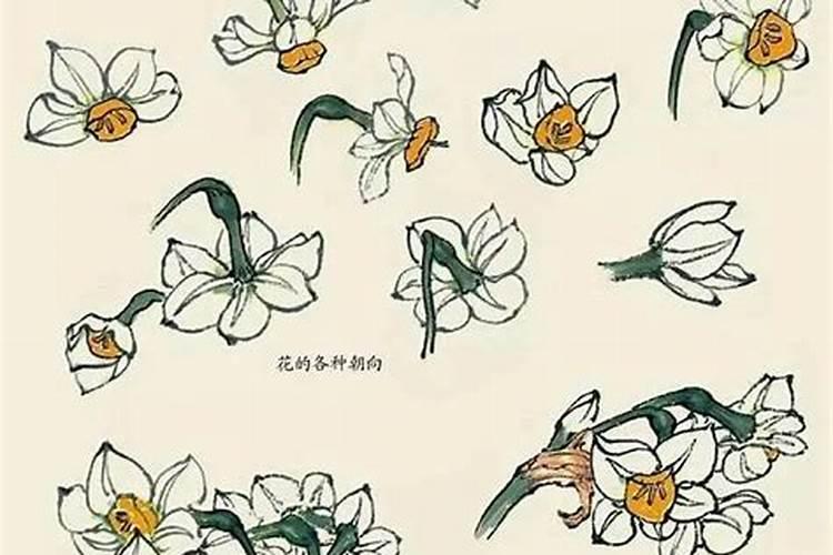 谁知道水仙花含有哪些无机盐？急急急