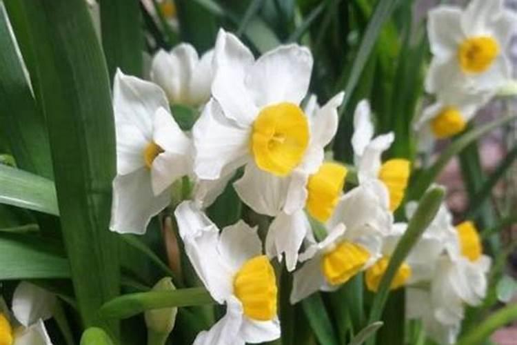 水仙缺氮和钾怎么办？