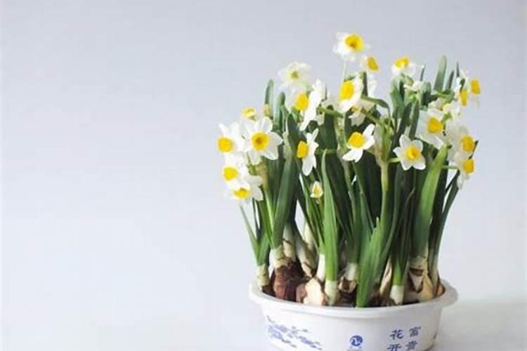 水仙花能在室内养吗