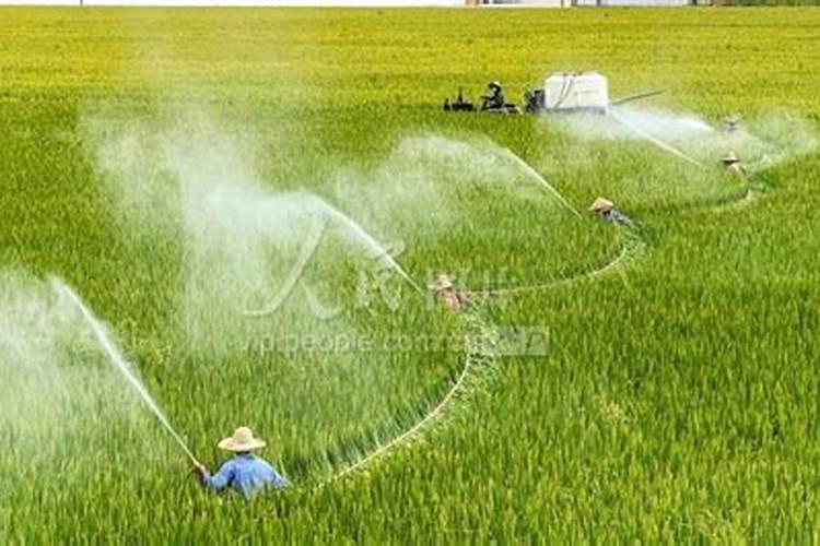 水稻破口期时,应该如何喷施农药和叶面肥能使水稻长势旺？
