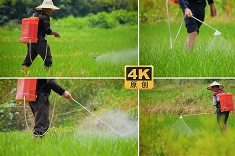 氰氟草酯打过稻苗多久可以施肥？