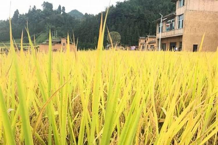 秧苗坐蔸用什么药 是什么原因导致的