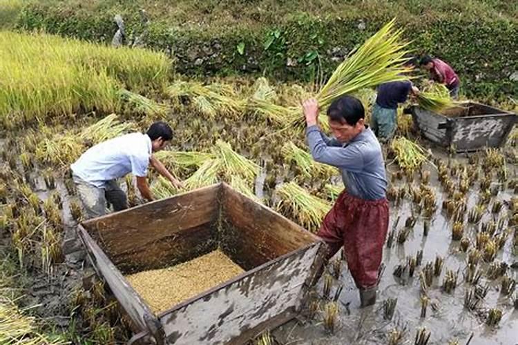 水稻在成长期时应该怎么给它增肥？