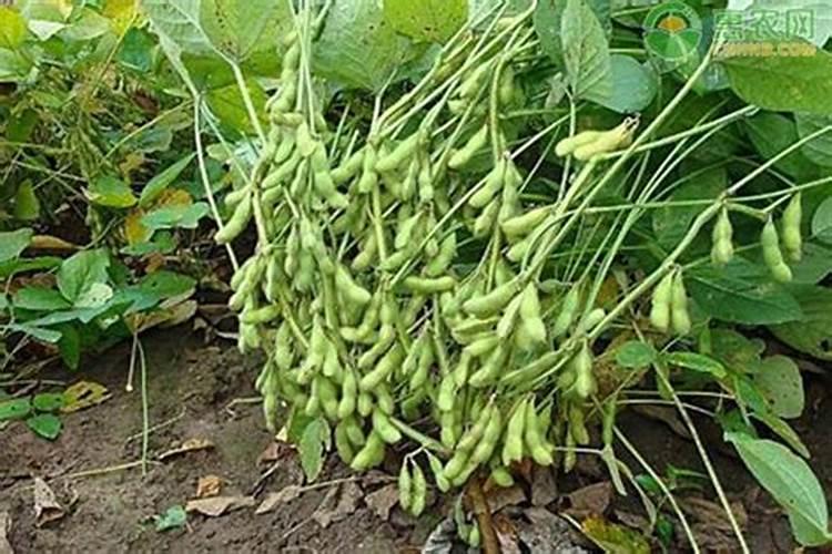 蔬菜叶面肥木醋液好用吗