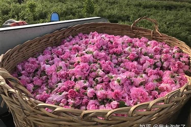 玫瑰浇什么肥料合适