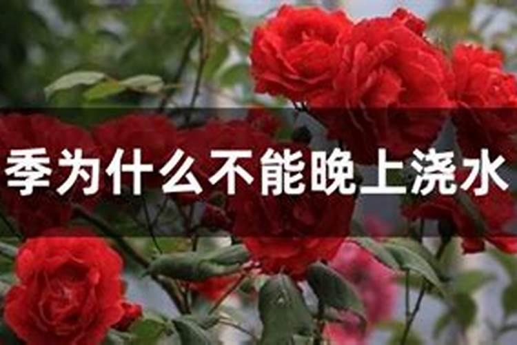 玫瑰怎么施肥