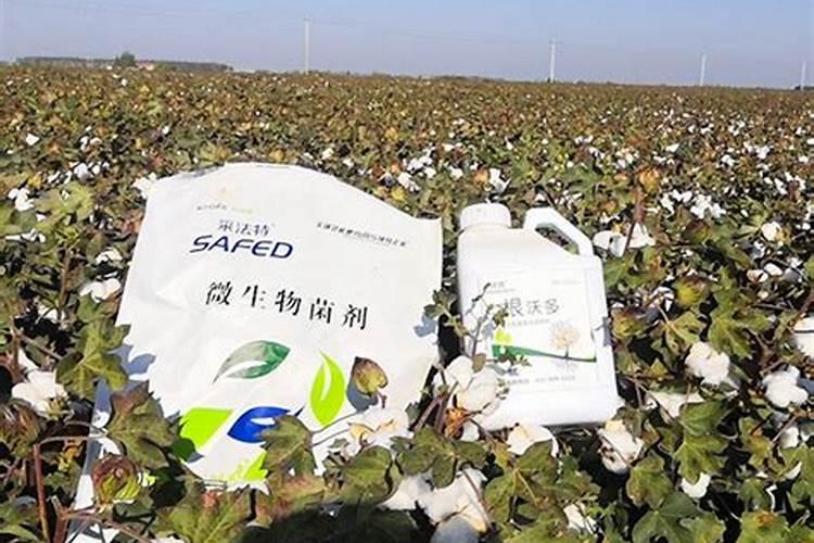 棉花高度一米三怎么施肥
