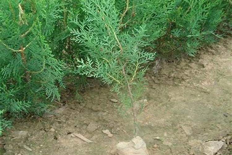 侧柏盆景如何施肥