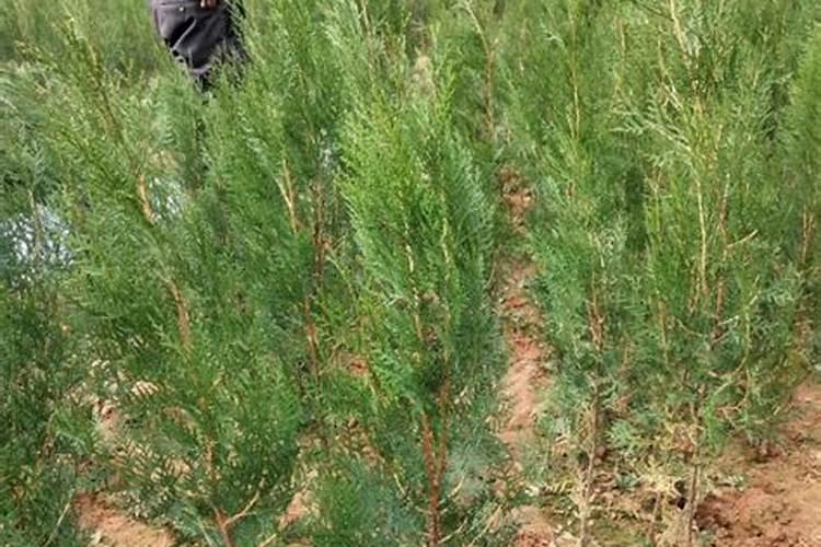 侧柏盆景如何施肥(侧柏盆景施肥指南,科学养护,让盆景绿意盎然)