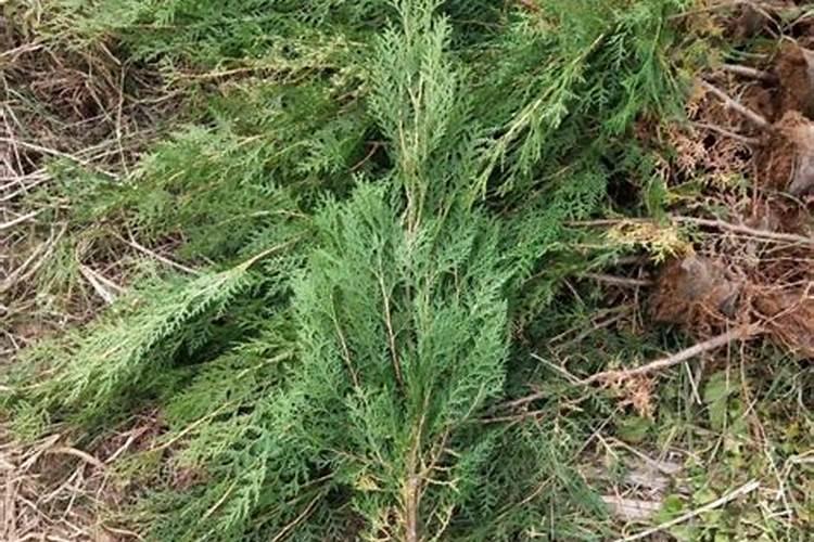 绿化养护日志范文