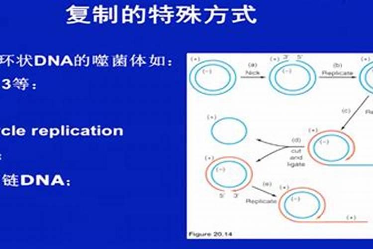 大豆鼓粒期怎么做高产
