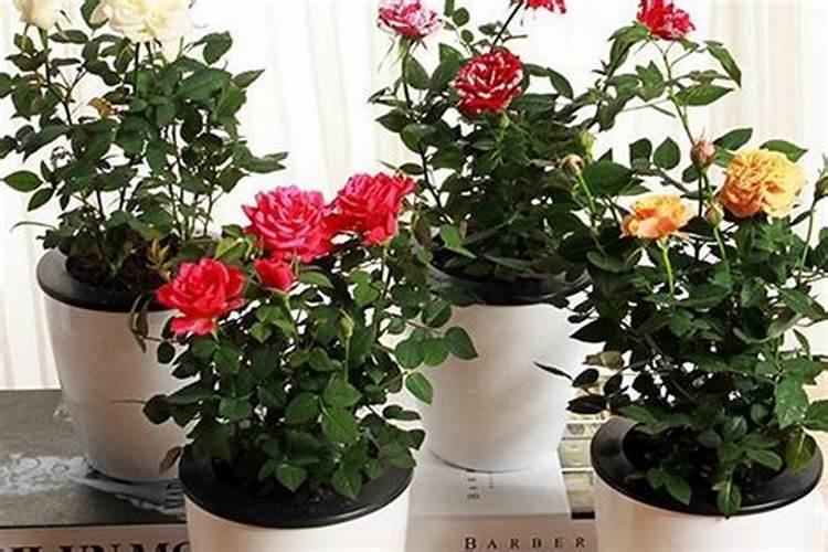 玫瑰花怎样养护和浇水