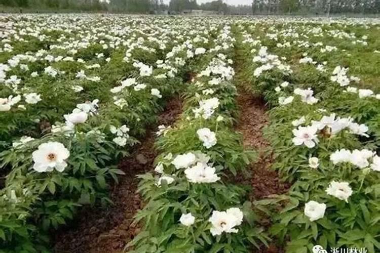 牡丹花喂什么肥开花更鲜艳