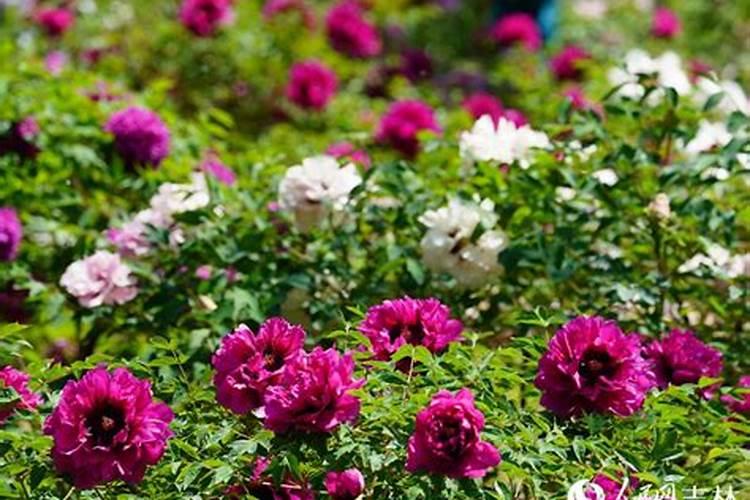 牡丹花喂什么肥开花更鲜艳 这些你都知道吗