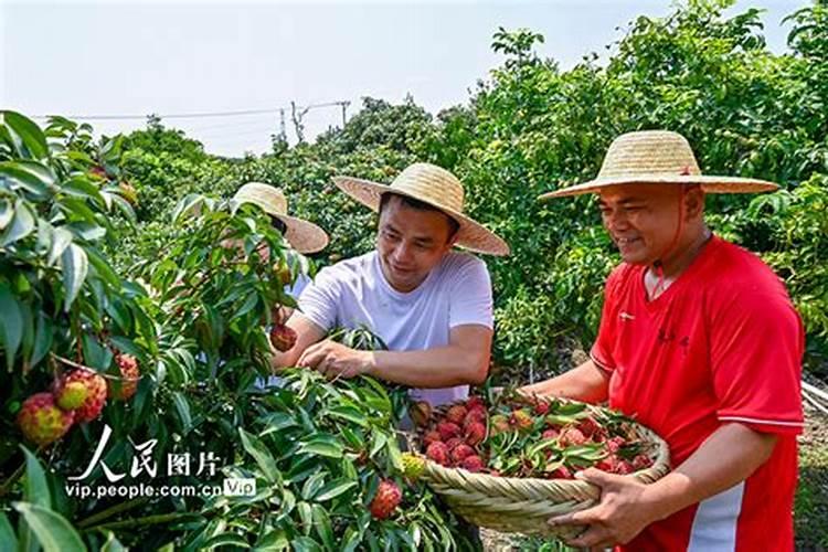 冬季妃子笑什么时间段施肥最好